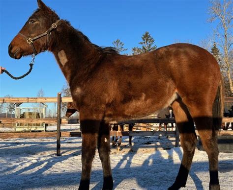 https www.facebook.com search top q steele 20creek 20hoa&epa search_box|The Stallion Plan, Steele Creek, Cibolo, TX 78108 .